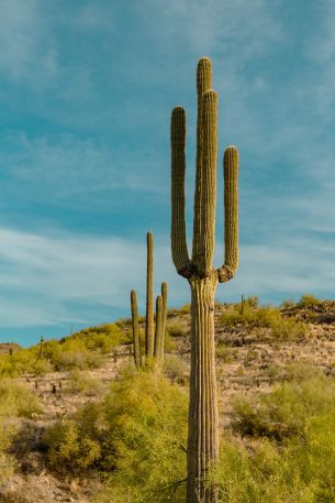 big cactus, desert area Wallpaper 3773x5659