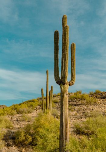 big cactus, desert area Wallpaper 1668x2388