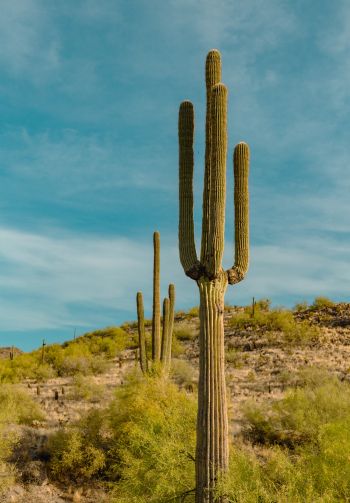 big cactus, desert area Wallpaper 1640x2360