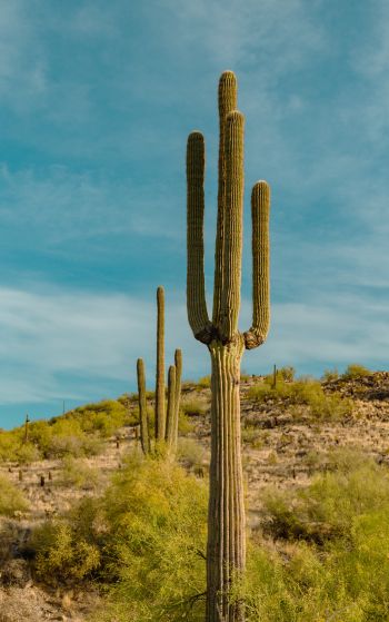 big cactus, desert area Wallpaper 1752x2800