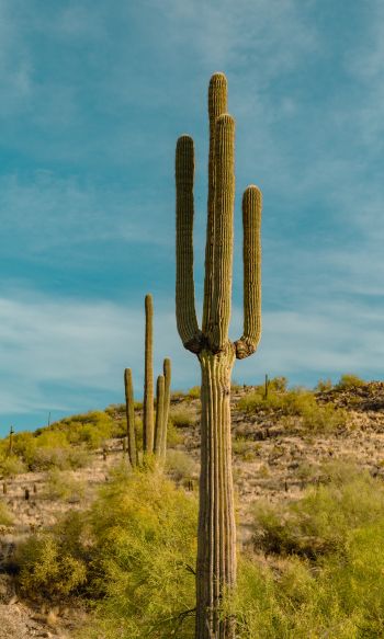 big cactus, desert area Wallpaper 1200x2000