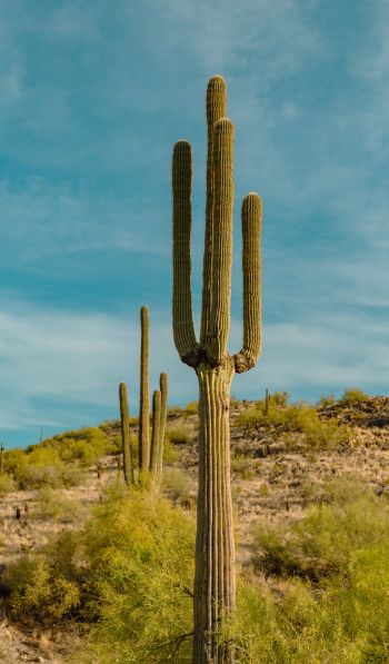 big cactus, desert area Wallpaper 600x1024