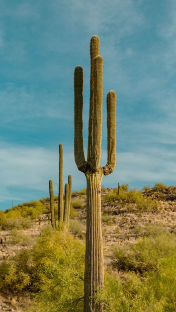 big cactus, desert area Wallpaper 640x1136