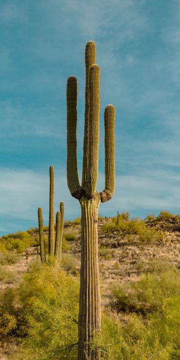big cactus, desert area Wallpaper 720x1440