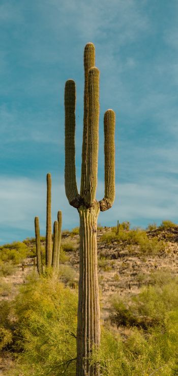 big cactus, desert area Wallpaper 720x1520