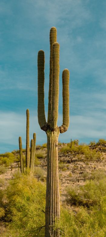 big cactus, desert area Wallpaper 720x1600