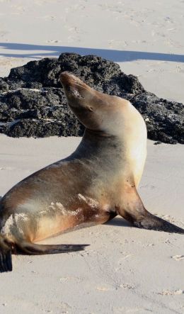 sea lion Wallpaper 600x1024