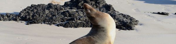 sea lion Wallpaper 1590x400