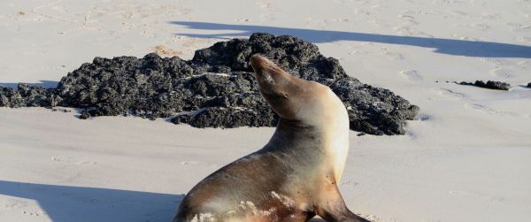 sea lion Wallpaper 3440x1440