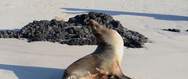 sea lion Wallpaper 2560x1080