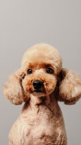 poodle, dog Wallpaper 640x1136