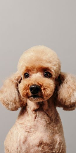 poodle, dog Wallpaper 720x1440