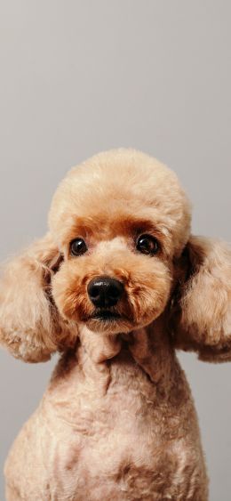 poodle, dog Wallpaper 1080x2340