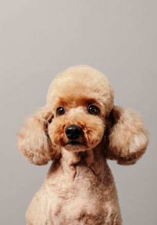 poodle, dog Wallpaper 1640x2360