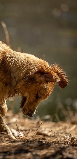 red dog, dirty Wallpaper 1080x2220