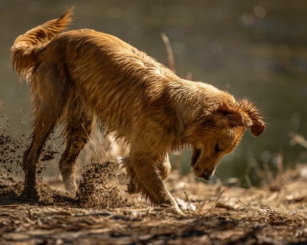 red dog, dirty Wallpaper 1280x1024