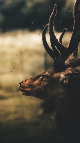 deer, elk Wallpaper 640x1136