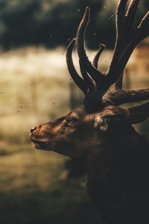 deer, elk Wallpaper 5304x7952