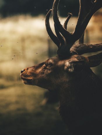deer, elk Wallpaper 2048x2732