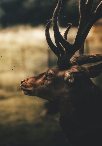 deer, elk Wallpaper 1668x2388