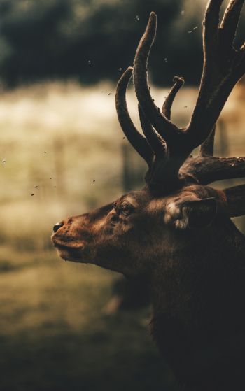 deer, elk Wallpaper 1752x2800