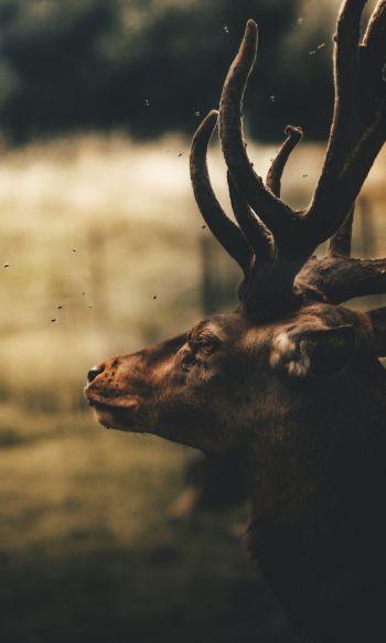 deer, elk Wallpaper 1200x2000