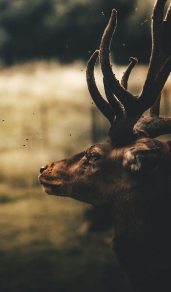 deer, elk Wallpaper 600x1024