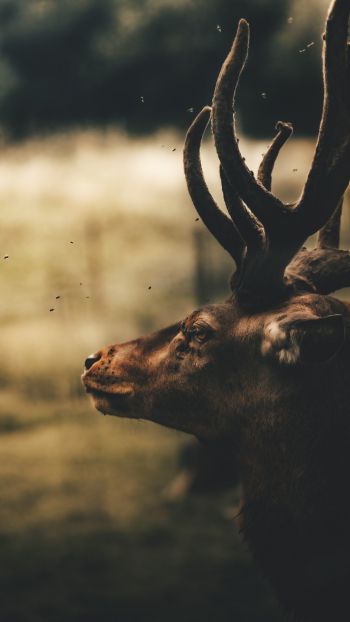 deer, elk Wallpaper 1440x2560