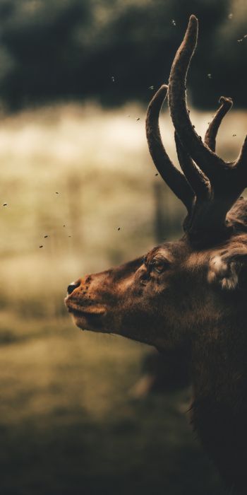 deer, elk Wallpaper 720x1440