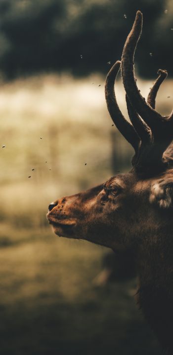 deer, elk Wallpaper 1080x2220