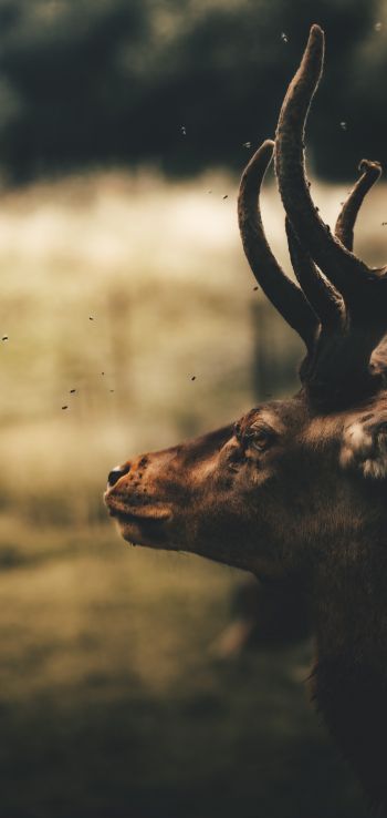 deer, elk Wallpaper 720x1520