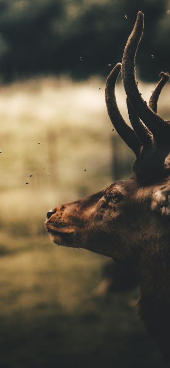 deer, elk Wallpaper 1242x2688