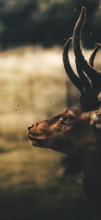 deer, elk Wallpaper 1080x2340