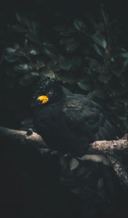 black bird, yellow beak Wallpaper 600x1024