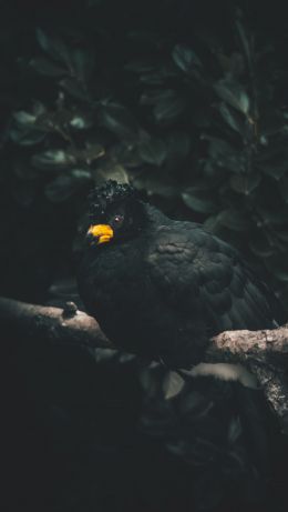 black bird, yellow beak Wallpaper 640x1136