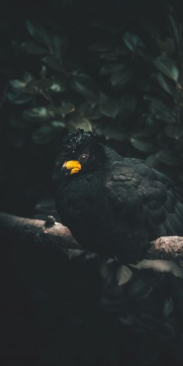 black bird, yellow beak Wallpaper 720x1440