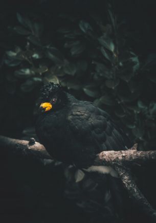 black bird, yellow beak Wallpaper 1668x2388