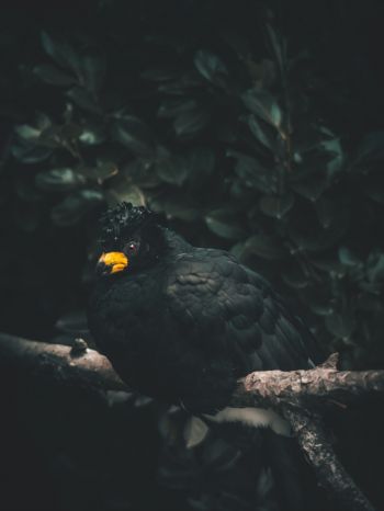 Обои 1668x2224 черная птица, желтый клюв