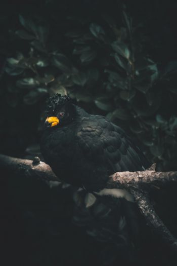 black bird, yellow beak Wallpaper 640x960