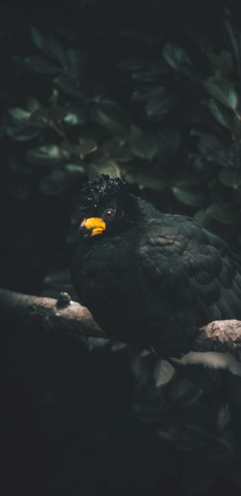 Обои 1440x2960 черная птица, желтый клюв