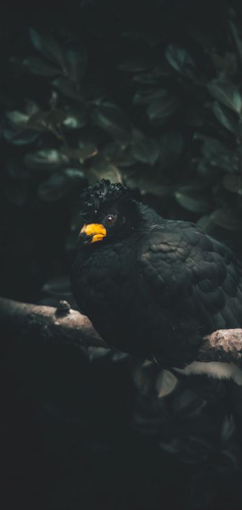 Обои 1080x2280 черная птица, желтый клюв