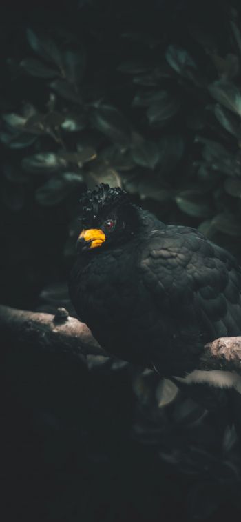 Обои 828x1792 черная птица, желтый клюв