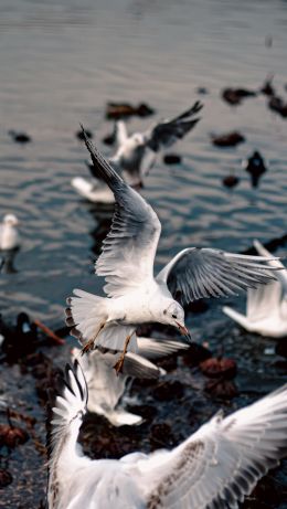 seagulls, birds Wallpaper 640x1136