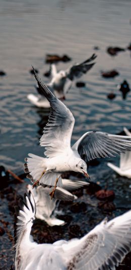 seagulls, birds Wallpaper 1080x2220