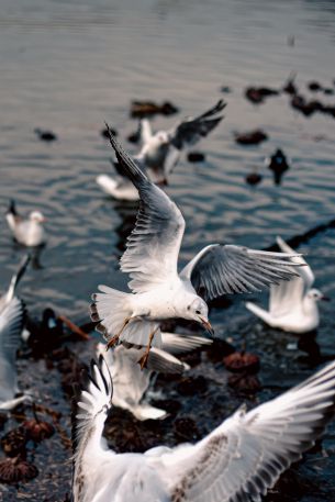 seagulls, birds Wallpaper 640x960
