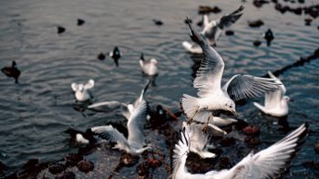 seagulls, birds Wallpaper 2048x1152