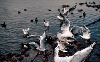 seagulls, birds Wallpaper 2560x1600