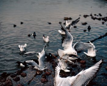 seagulls, birds Wallpaper 1280x1024