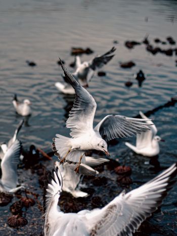 seagulls, birds Wallpaper 1668x2224