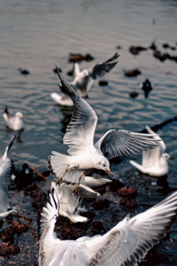 seagulls, birds Wallpaper 640x960
